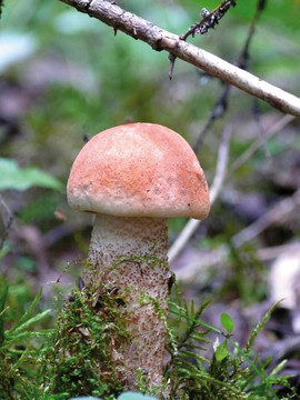 楊樹(shù)菇