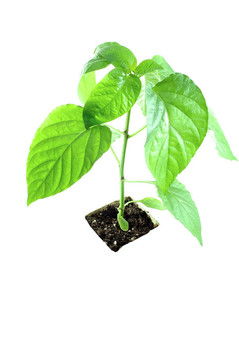 孤獨的植物