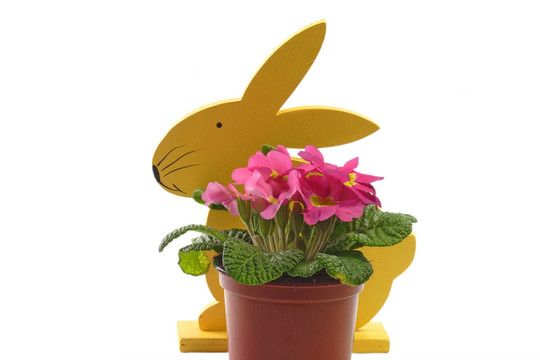 復(fù)活節(jié)兔子花
