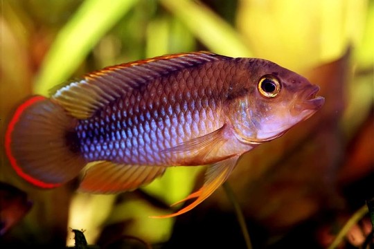 apistogramma nijsseni
