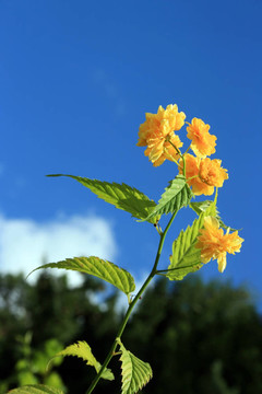 黃色的花
