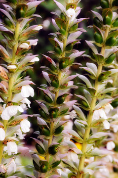 Acanthus Mollis的植物