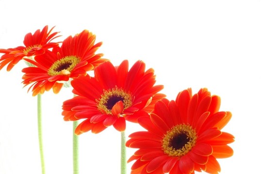紅色非洲菊