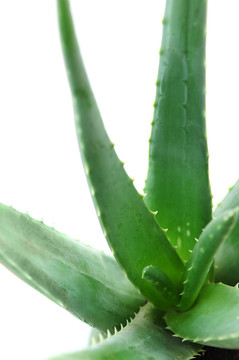 蘆薈植物