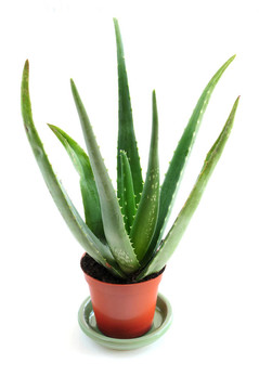 蘆薈植物