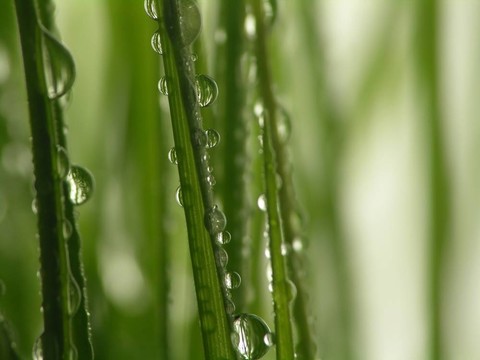綠草滴