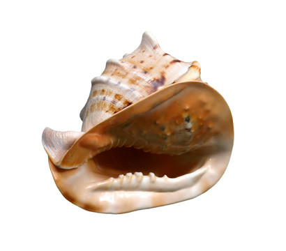 海扇殼