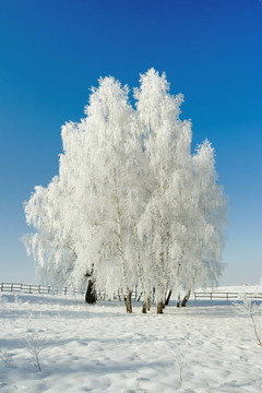 冬季景觀和樹木