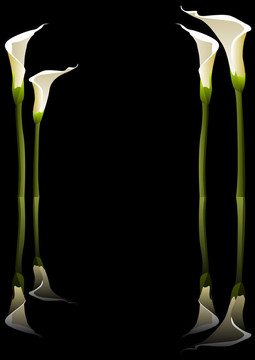 Calla百合花