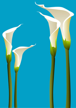 Calla百合花