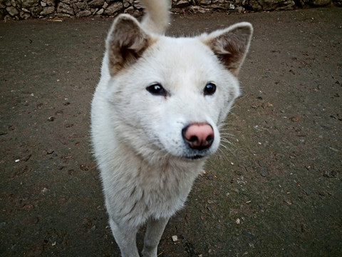 白狗