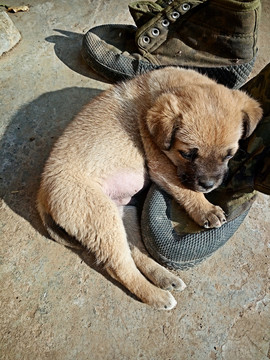 狗狗