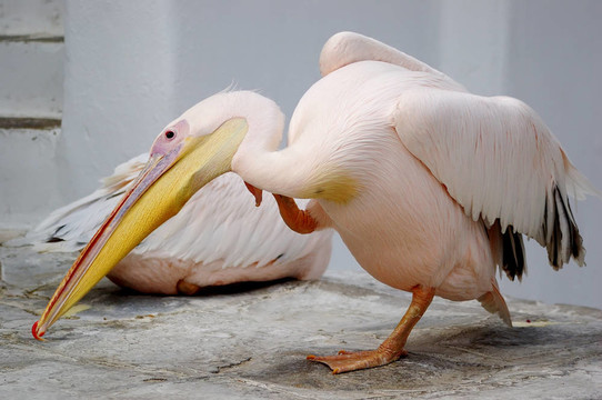 pelicancan
