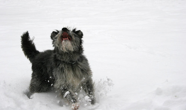 獅子座的我的雪