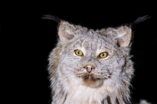 加拿大猞猁