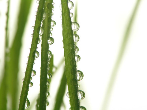 綠草滴