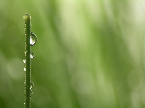 綠草滴