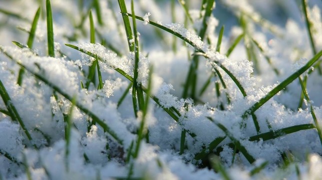 草在雪中
