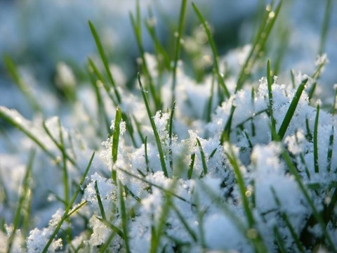 草在雪中