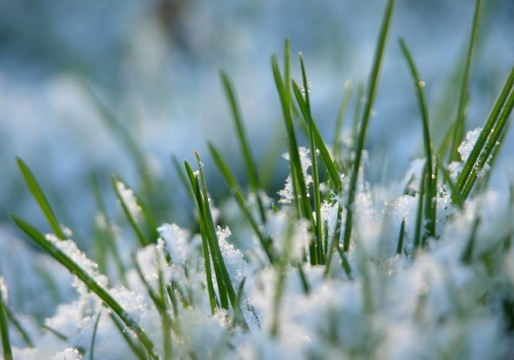 草在雪中