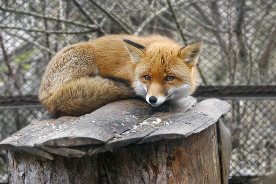 動物園的紅狐貍