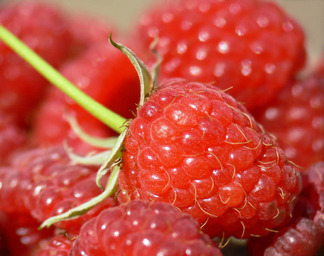 新鮮的raspberrys