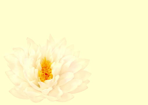蓮花的美