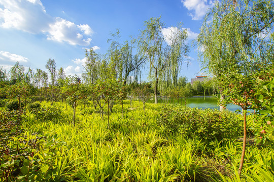 公園綠化美化