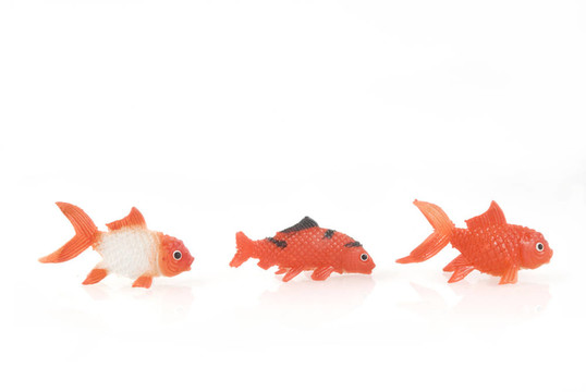 三條金魚