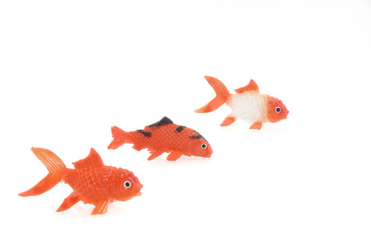 三條金魚