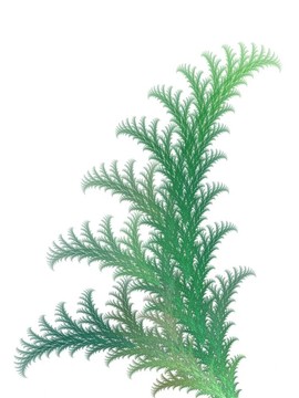蕨類植物的紋理