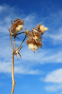 薊花