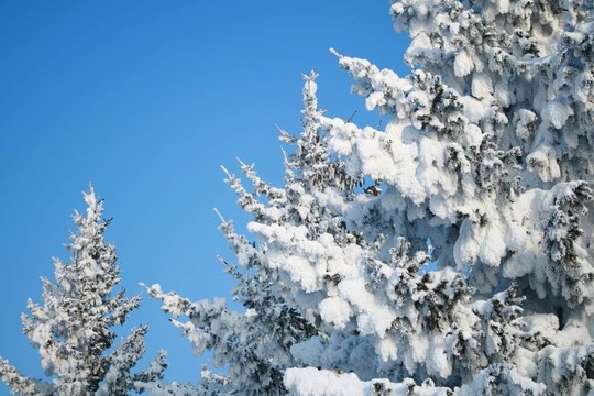 覆蓋著白雪覆蓋的冷杉樹(shù)