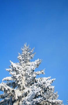 覆蓋著白雪覆蓋的冷杉樹