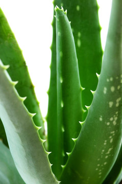 蘆薈植物