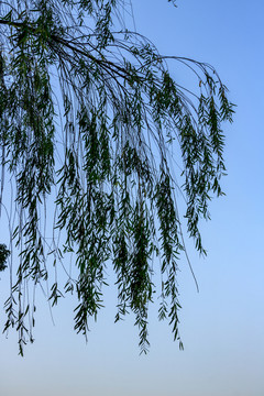 冬天柳樹(shù)