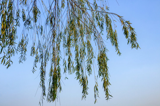冬天柳樹(shù) 冬柳如絲 簡(jiǎn)約之美