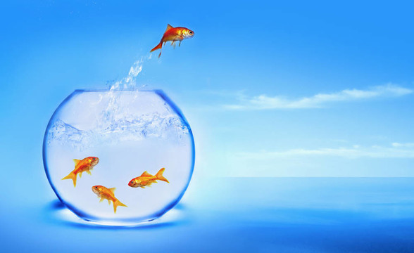金魚從水里跳出來