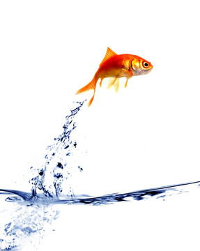 金魚從水里跳出來(lái)