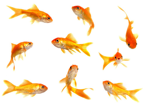 一群金魚