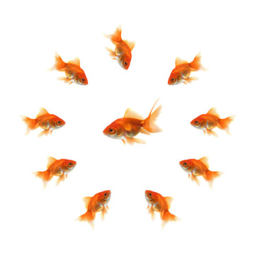 圓中的金魚和中間丑陋的魚