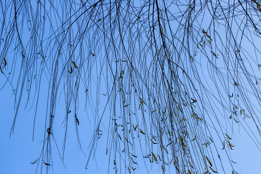 冬季柳樹(shù)枝條