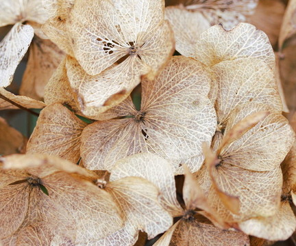 干燥的繡球花的花瓣