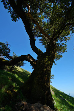MT tamaplais樹