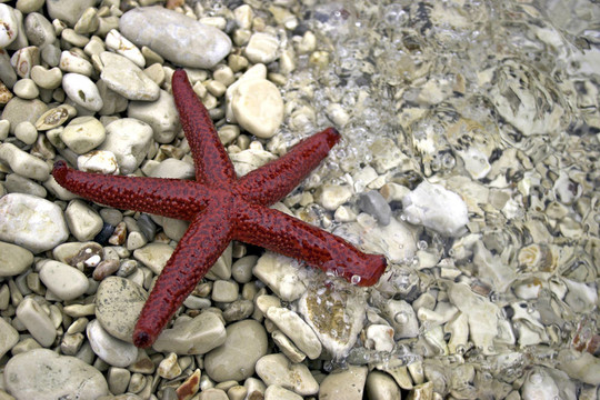 海星