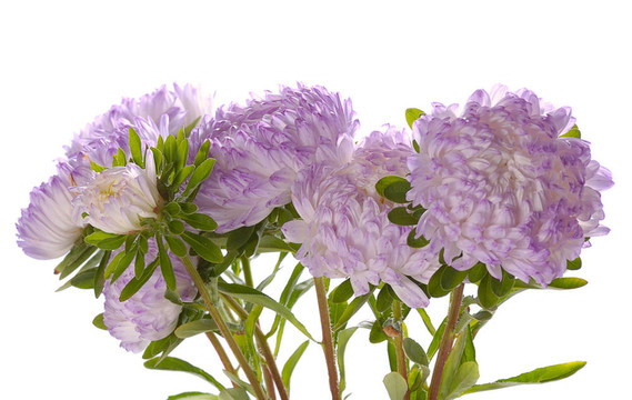 丁香花紫苑