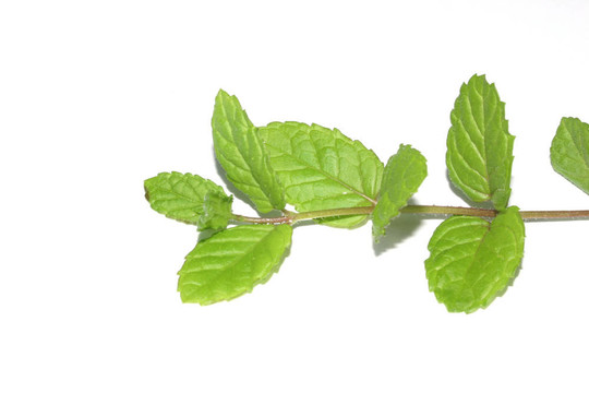 薄荷枝