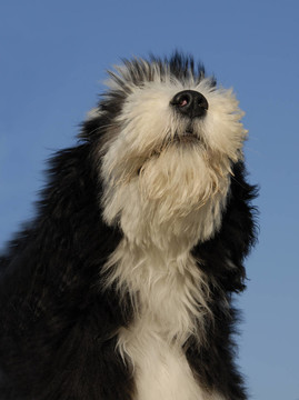 小狗長須牧羊犬