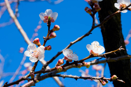 杏樹開花