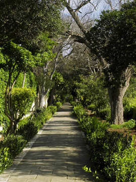 在樹林里散步